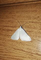 Lithostege farinata