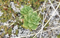 Gentianella impressinervia
