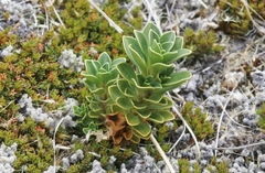 Gentianella impressinervia
