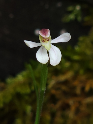 Caladenia prolata D.L.Jones