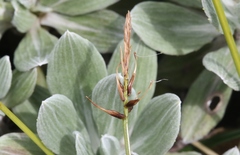 Carex edura