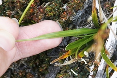 Carex edura