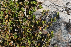 Myrsine nummularia