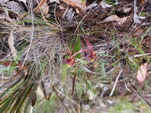 Image of Caladenia caudata by (c) Brendan Costello, some rights reserved (CC BY)
