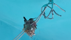 Cynanthus forficatus