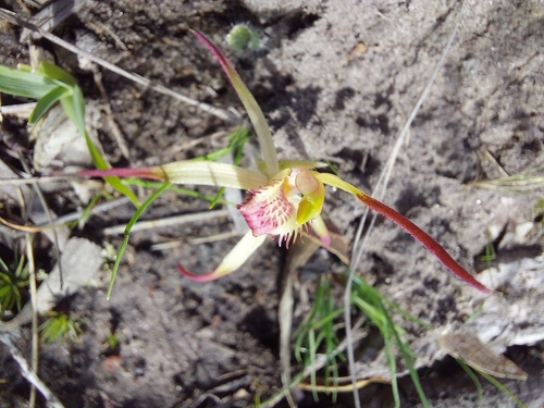 Image of Caladenia caudata by (c) Brendan Costello, some rights reserved (CC BY)
