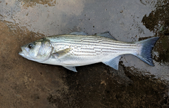 Morone chrysops × saxatilis