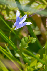 Campanula californica