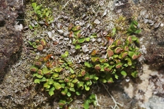 Notogrammitis crassior