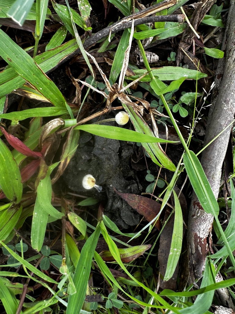 Panaeolus cyanescens · September 2024 · photo: © vladtepesh (iNaturalist, cc-by)