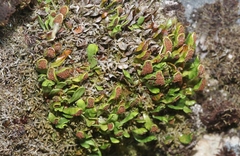 Notogrammitis crassior