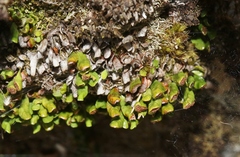 Notogrammitis crassior