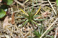 Celmisia laricifolia