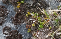 Notogrammitis crassior