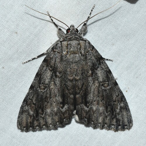 Ulalume Underwing photo 5