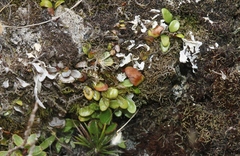 Notogrammitis crassior