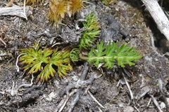 Anisotome haastii