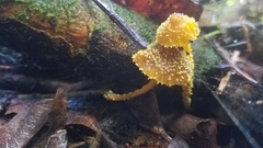 Neobarya agaricicola