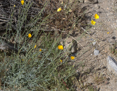 Eschscholzia minutiflora