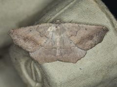 Prochoerodes forficaria