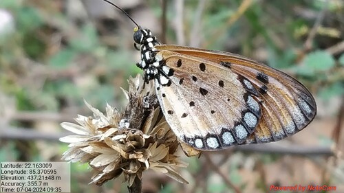 Tawny Coster