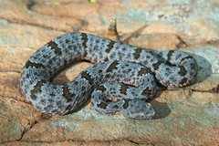 Crotalus lepidus klauberi