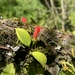 Aeschynanthus lasianthus W.T.Wang
