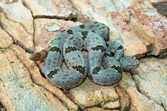Crotalus lepidus klauberi