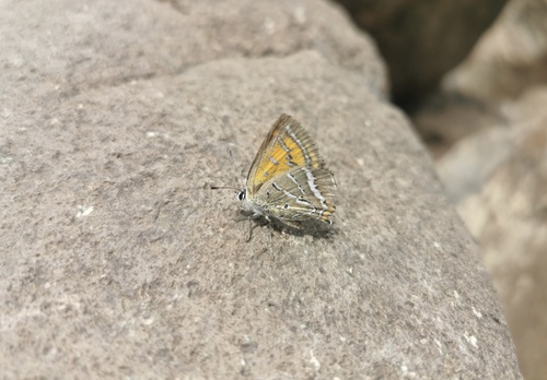 Lycaena ouang