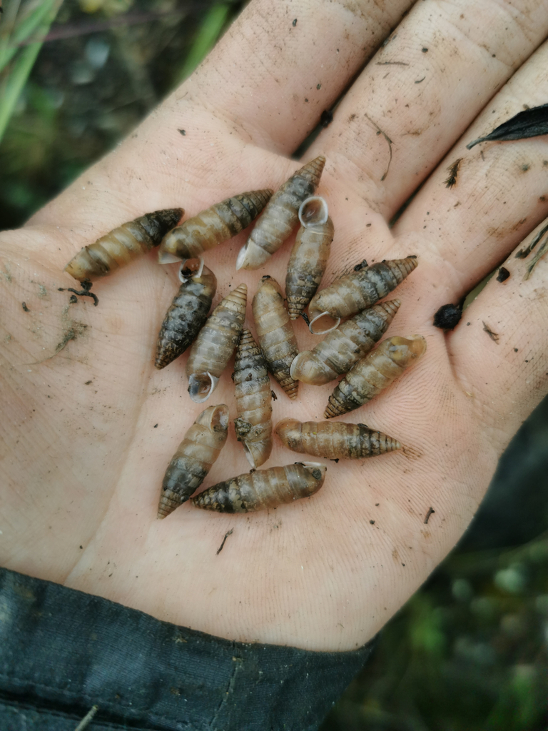 Funiculus