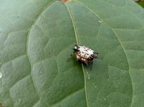 Black-and-white Spiny Spider