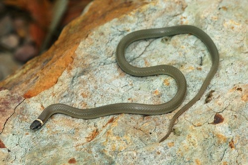 Chihuahuan Black-headed Snake