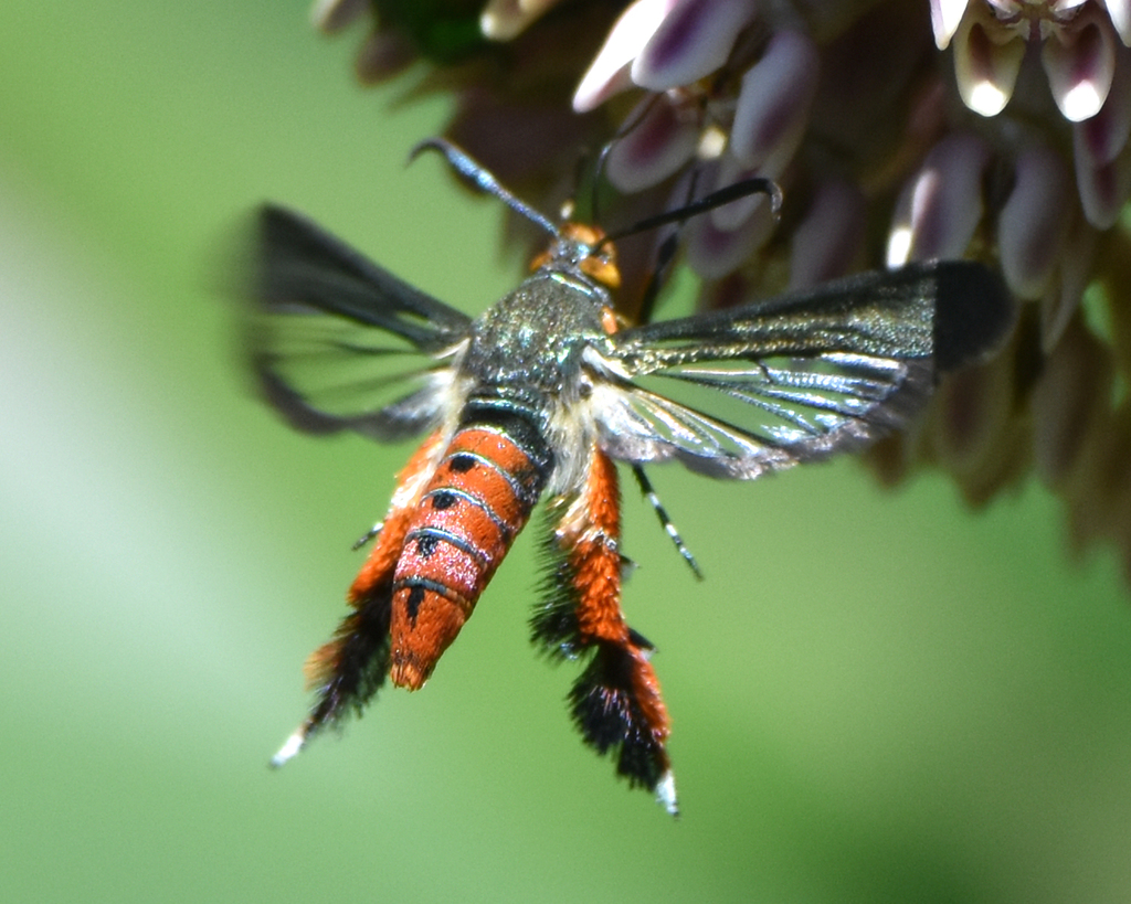 Squash Vine Borer