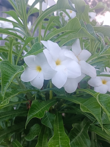 Image of Plumeria Pudica (Plumeria pudica) by (c) Geoff, some rights reserved (CC BY)