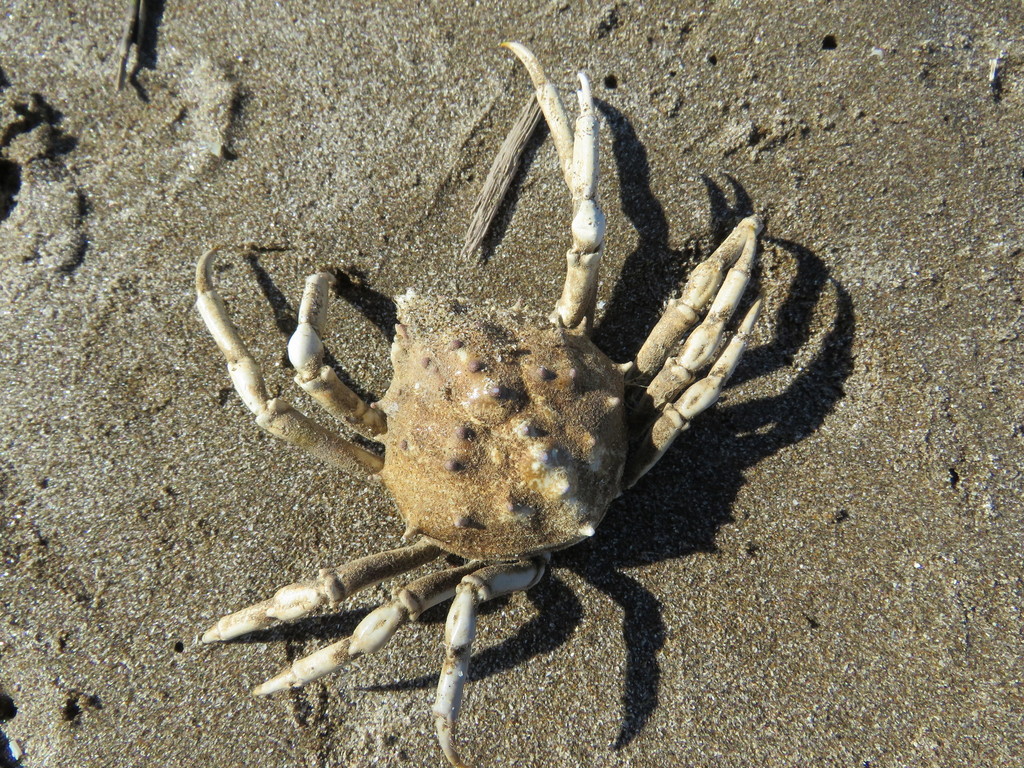 Spinyback Spider Crab
