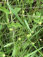 Amphicarpaea bracteata comosa