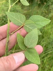 Amphicarpaea bracteata comosa