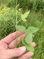 Amphicarpaea bracteata comosa