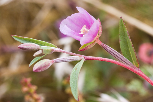 Davy's clarkia (Clarkia davyi)