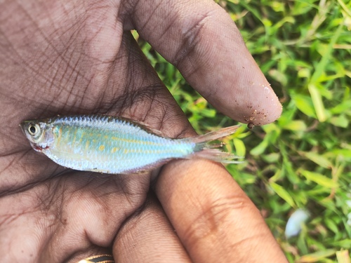 Giant danio (Devario malabaricus) — Cyprinidae — 2