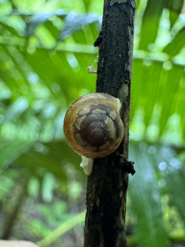 Coneuplecta calculosa observed 2024-09-21
