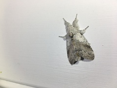 Calliteara farenoides