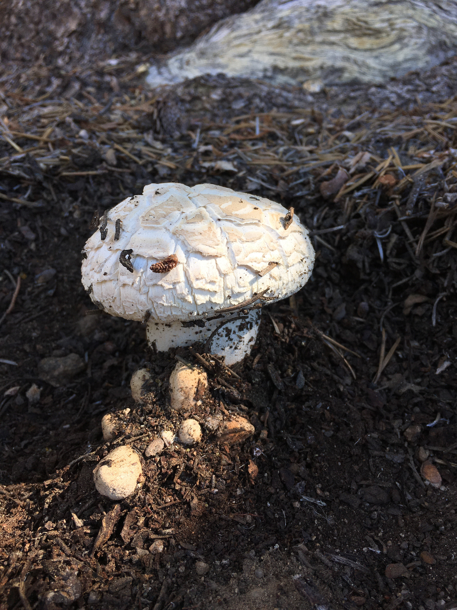 Neolentinus ponderosus image