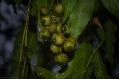 Syzygium floribundum