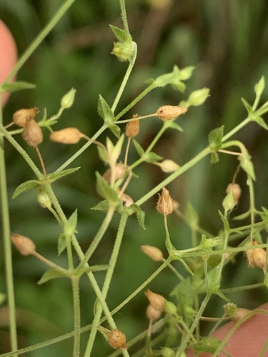 Arenaria serpyllifolia