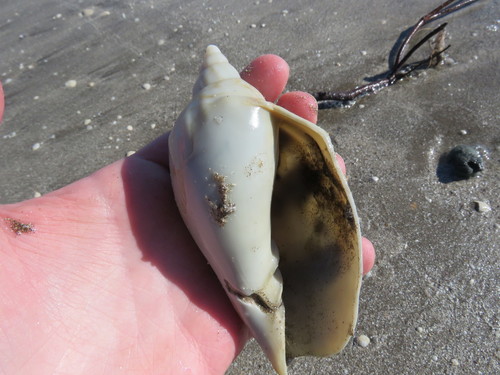 Odontocymbiola magellanica