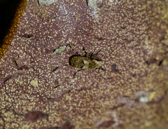Euparius
