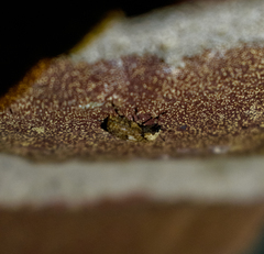 Euparius