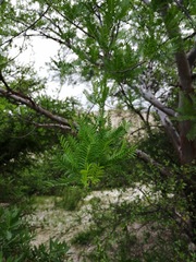 Bursera cinerea
