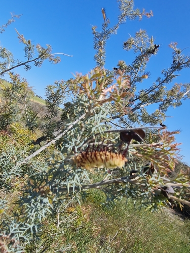 Image of Grevillea armigera by (c) Belinda Forbes, some rights reserved (CC BY)